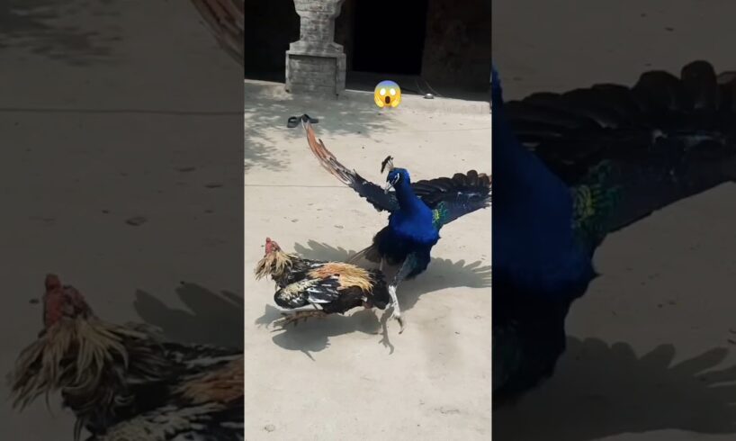 DANGEROUS 😱 PEACOCK VS ROOSTER  FIGHT #peacock #rooster #fight #shorts #animal #amazing #foryou