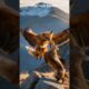 😱🔥Eagle Vs Wolf Fight🐺 #animals #animal #animallover #shorts #wildlife #eagle #wolf #trending #short