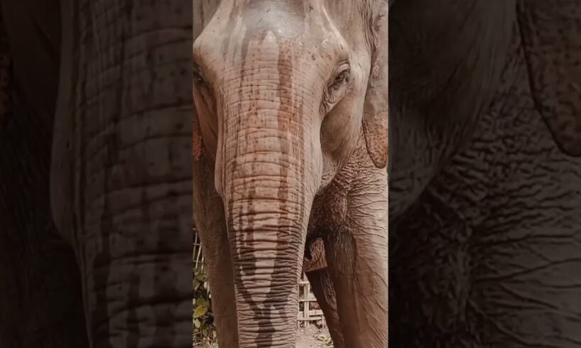 Elephant sound