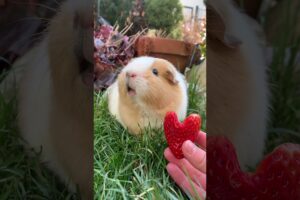 Guinea pig says ,,I love you“