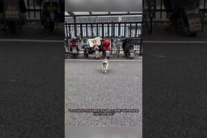 "He Never Meant to Hurt the Cat… But Then This Happened! 😱"। #shorts #cat #shortsfeed