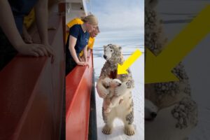 Heartwarming rescue of polar bear mom by volunteers in harsh Arctic.