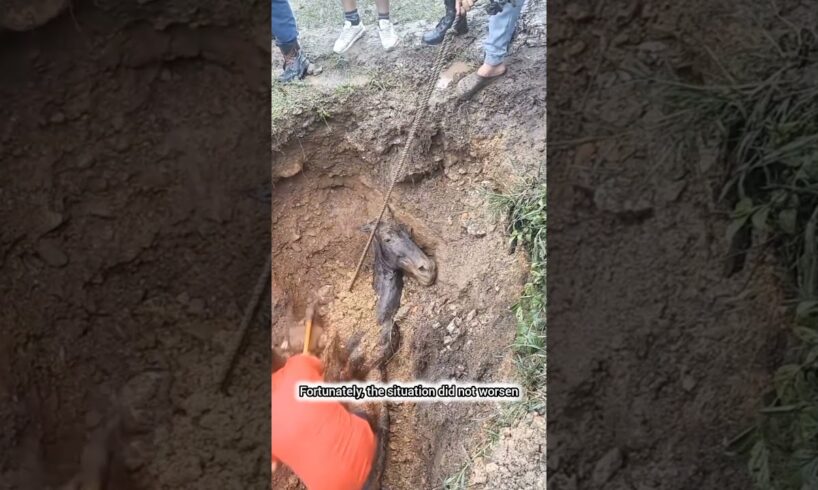 Horse rescue video | heartwarming animal rescue videos