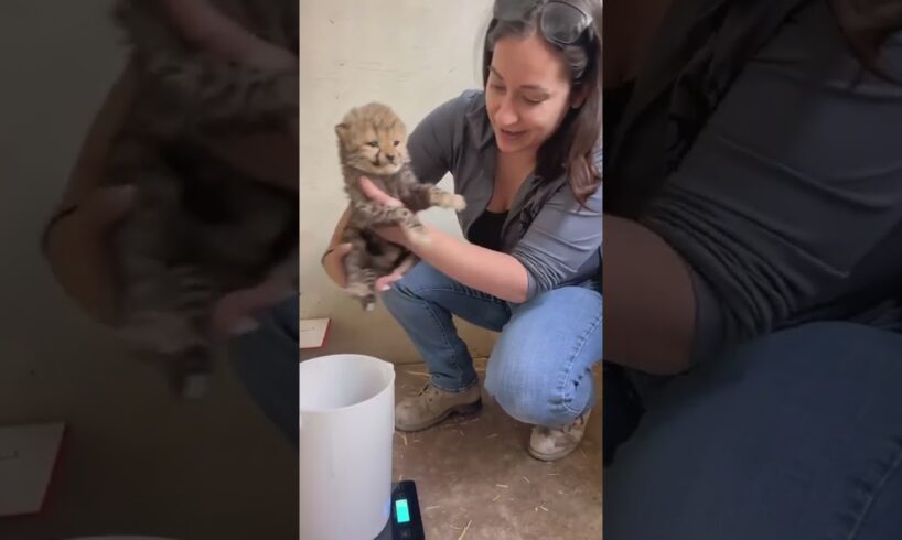 How To Weigh a Baby Cheetah