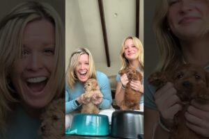 I love puppies!!! 🐶🐾