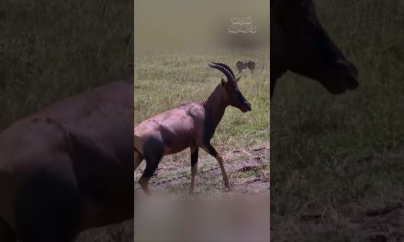 Incredible Escape: Topi Antelope Fights Off Cheetahs & Hyena
