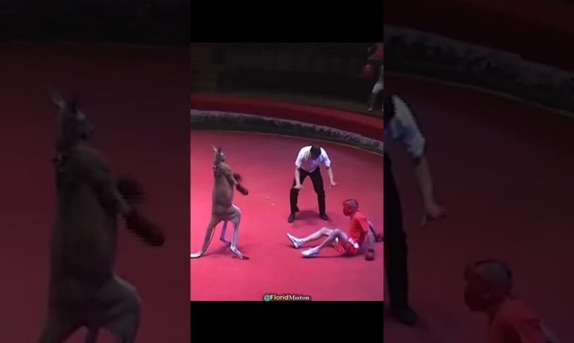 Kangaroo Vs Boxer Fight 💀