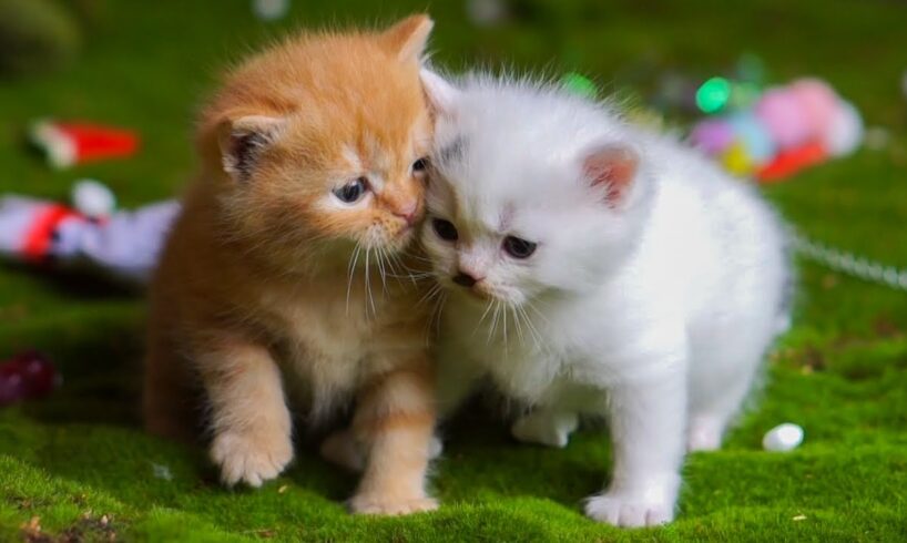 Kittens playing on the grass with animals: Dogs, rabbits, cows, mice - Cats meowing
