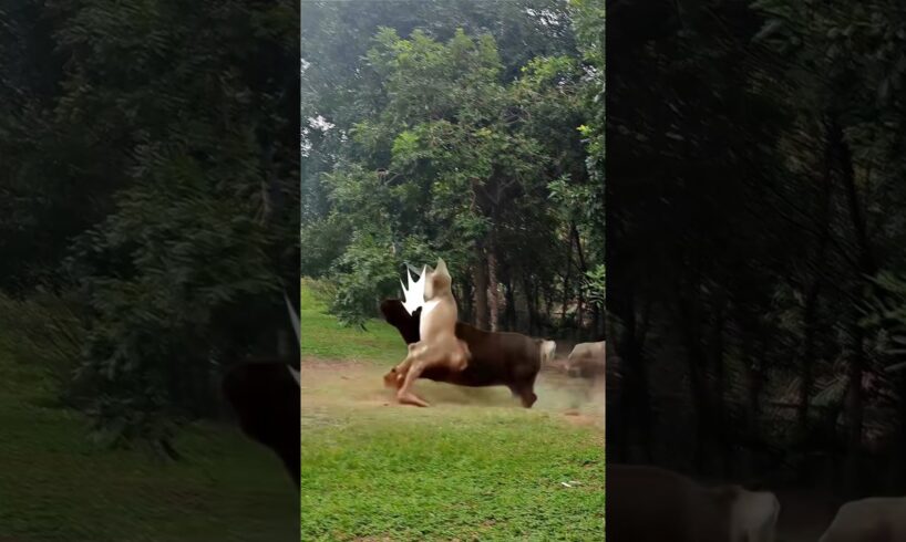 Lion vs bison, animal fights #wildlife #nature #animals #shortvideo