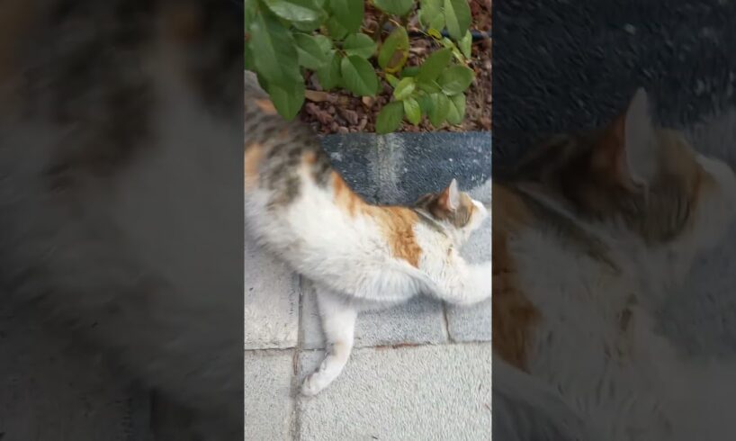 Lovely Street Cat Playing #catvideos #cat #cute #animals #funny #catlover