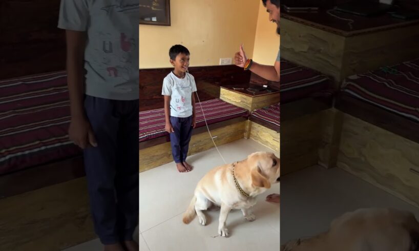 Max removed shambhu’s teeth 🦷 #labrador #dog #pets #shorts