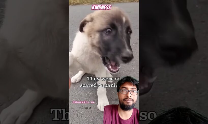 Rescue The Dogs❤️🙏 #puppy#doglover#straydogs#animalrescue#kindness#respect#rescue#humanity#shorts