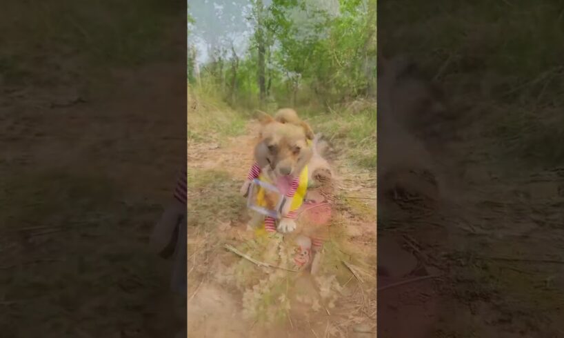 So Cutest- Puppies So Cute #pupppupp #cute #dog #tiktok #tiktokvideo #youtubeshorts #youtubepremium