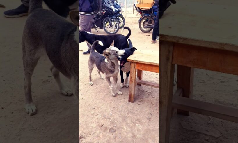 Street dogs playing and fighting #dog #streetdog #feedingdogs #dogs #puppy #shorts #straydogs