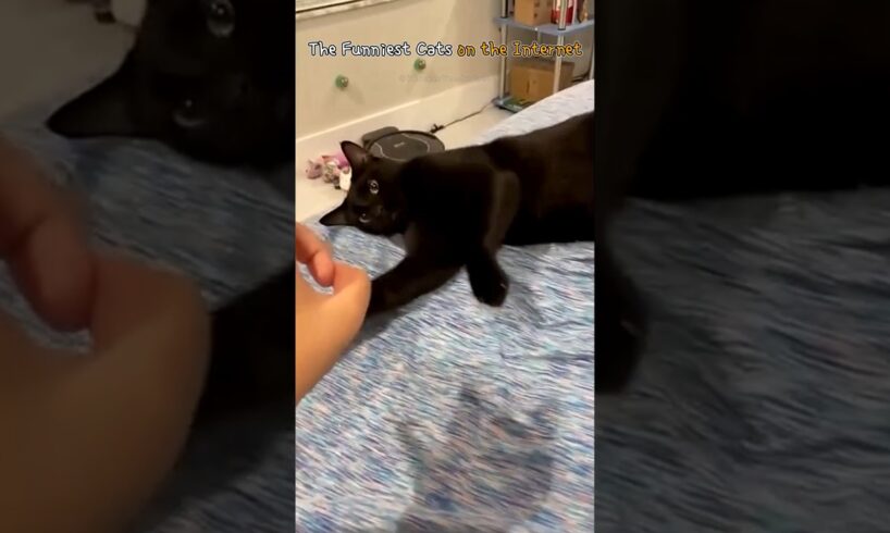The Funniest Cats on the Internet