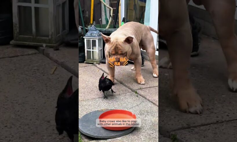 This girl rescued a poor crow and then #crow #shorts #shortsvideo #animals #rescue #cute #pets