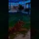 Tiger playing dog😱🦁#wildlion #animals #dangerous #wildlife #lion #dogs #shortsfeed #vairalshort