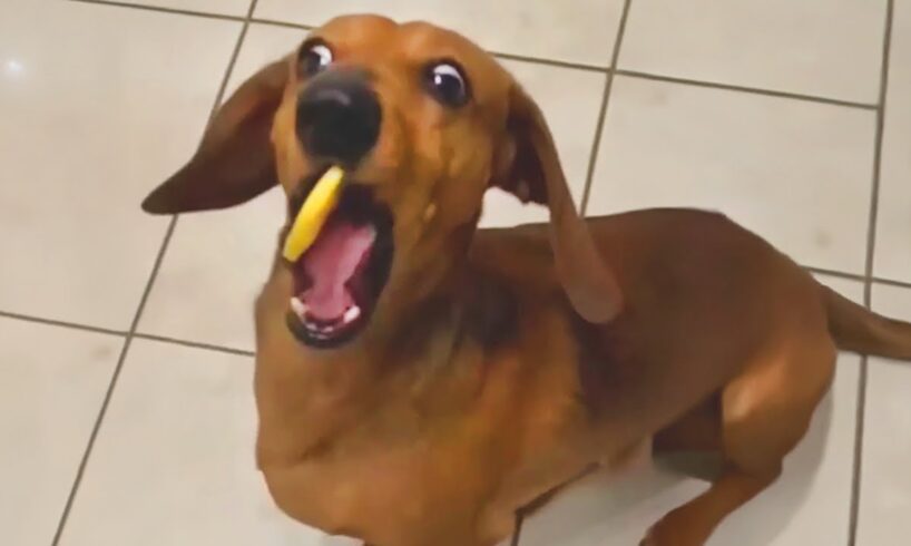 Unexpected Laugh with these Funny Dogs - Best Funniest Dog Videos of The Year