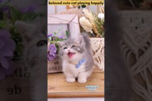 beloved cute cat playing happily #cat #cute #pets #cutecat #cats #animals #viralvideo #shorts