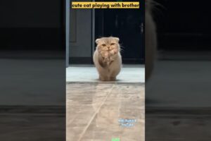 cute cat playing with brother #cat #cats #animals #viralvideo #shorts #catvideos #cute #cutecat
