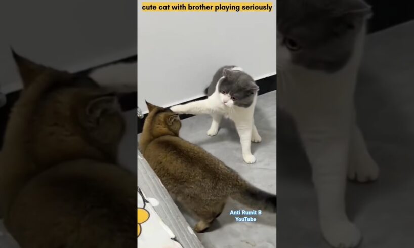 cute cat with brother playing seriously #cat #cats #animals #viralvideo #shorts #cute #cutecat