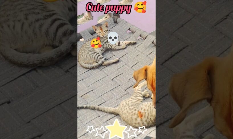 cute puppies 🥰and cat fight 💀with 🐈roof#doglover #jarmandog