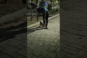 #cute puppies 🐈🥹#viralvideo #shortvideo #funny #india #instagram #facebook #viralreels #love