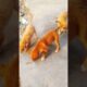 #cute#puppies