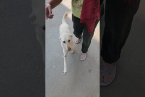 white dog cute #dogowner #doglover #cute #puppies #puppy #love