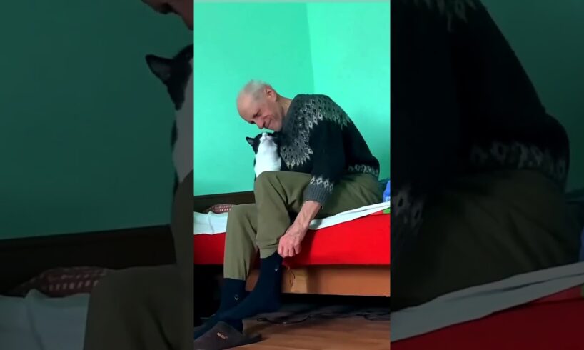 Котики - друзья, что надо, людям пожилым отрада #смешно #юмор #кошки #cat #animals  #смешныекошки