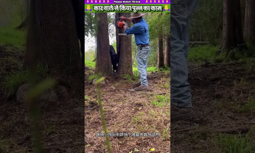 कार वाले ने किया पुन्न का काम 🙏 #animal #animalrescue #animallover #rescue #cow