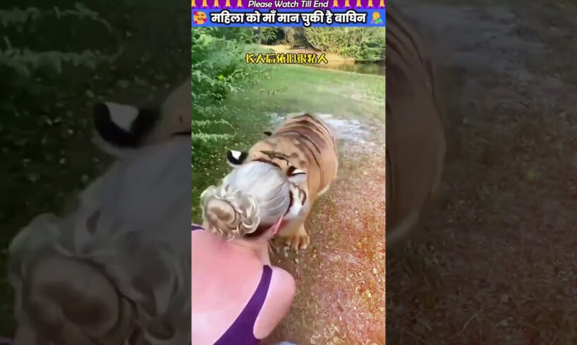 महिला को माँ मान चुकी है बाघिन 👩🍼 #animal #animalrescue #animallover #rescue #tiger