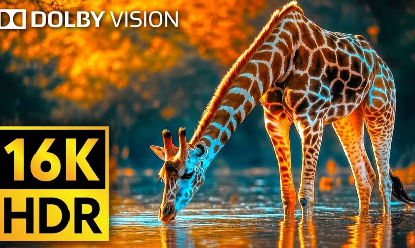16K VIDEO ULTRA HD Dolby Vision HDR 120fps - Cutest Animals of The World #Wildlife #BGM