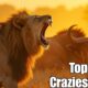 17 Most Insane Animal Fights Caught on Camera – You Won’t Believe #7