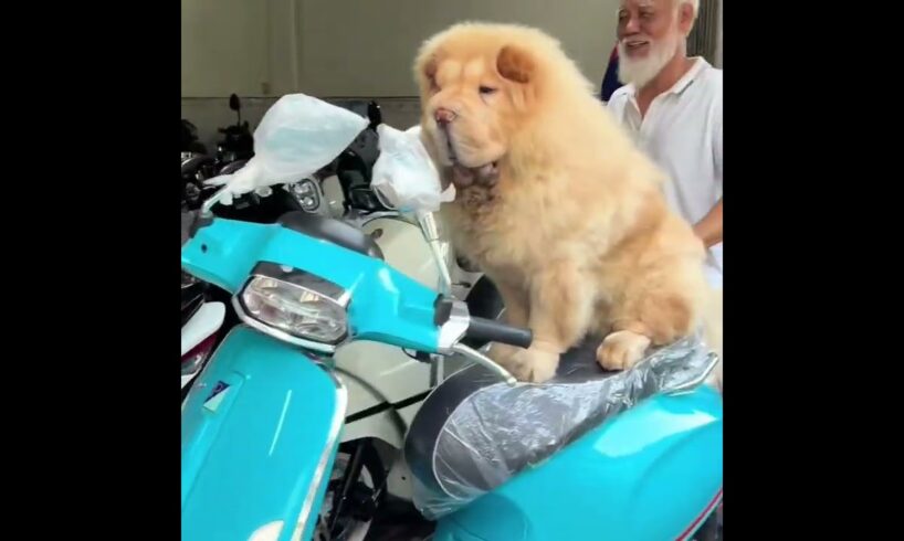 Cute Dog Collection, The World’s Cutest Puppies #dog #puppies #puppy #video #cute #cutest