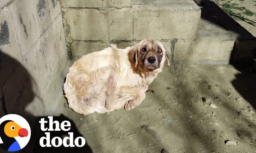 Senior Dog Who Slept Outside For Three Years Gets Rescue | The Dodo