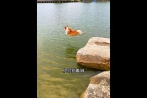 Cute Puppies 🥰♥ super funny Corgi ♥ #shorts #2025
