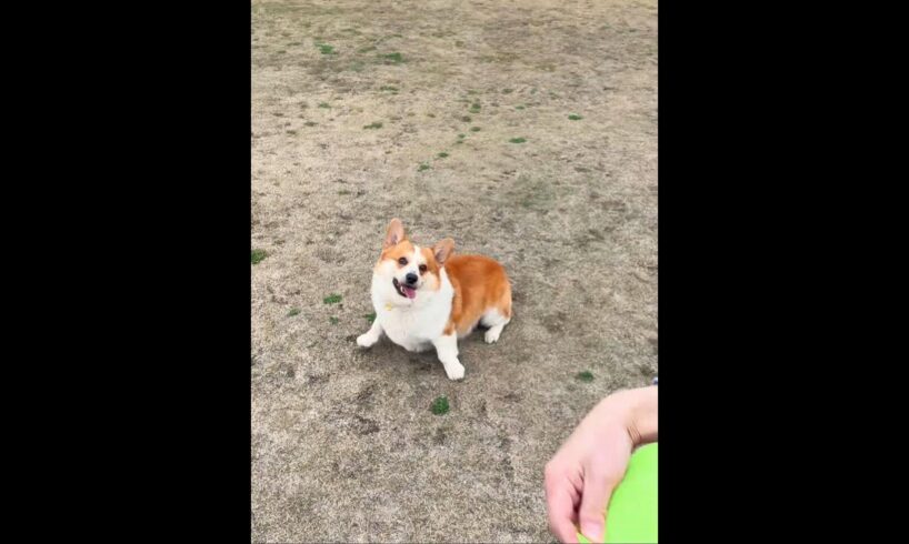 Cute Puppies 🥰♥ super funny Corgi ♥ #shorts #2025
