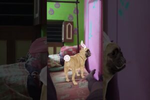 Cute puppies dance video#dogdance #catdance #shorts #cute#automobile #funny #trending