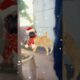 Cute puppies dance video#dogdance #catdance #shorts #cute#automobile #funny #trending