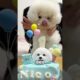 cute puppies funny moment cute overload ❤️#hellomochi #dog #bichon