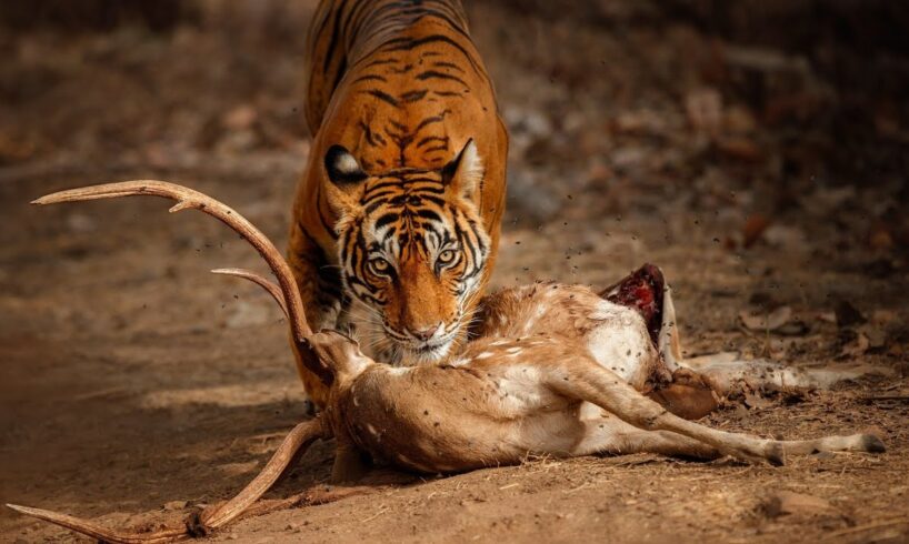 20 Most Savage Animal Fights Ever Caught on Camera – Nature’s True Power!