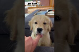 40 days to One Year golden retriever transformation #feed #transformation #puppy#dog #doglover#pets