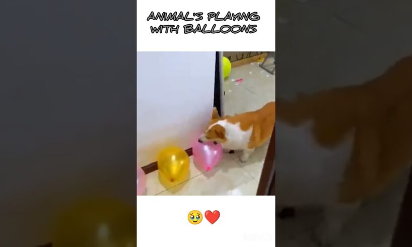 ANIMAL'S PLAYING WITH BALLOONS 🥹❤️🤌🏻#viralshort #trendingshorts #cute#animals #ytshorts#youtubeshort