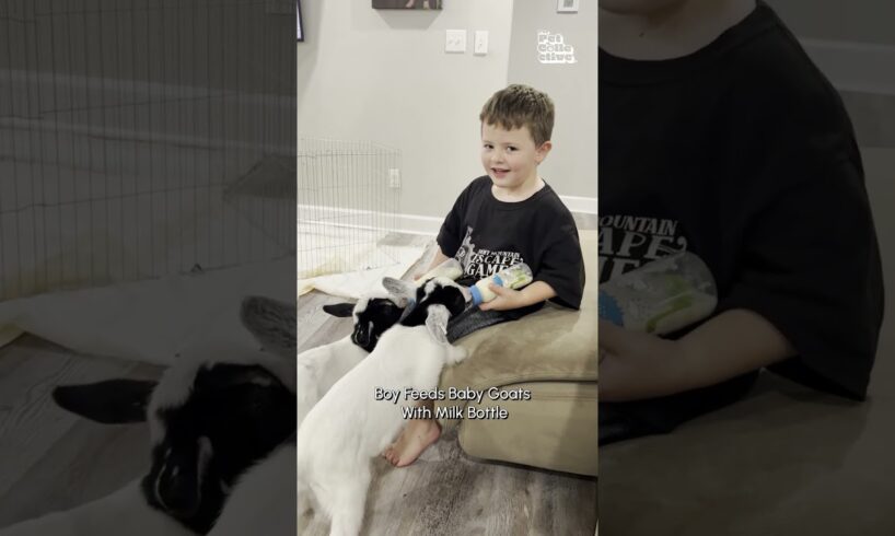 Adorable Kids And Animals Play Together!