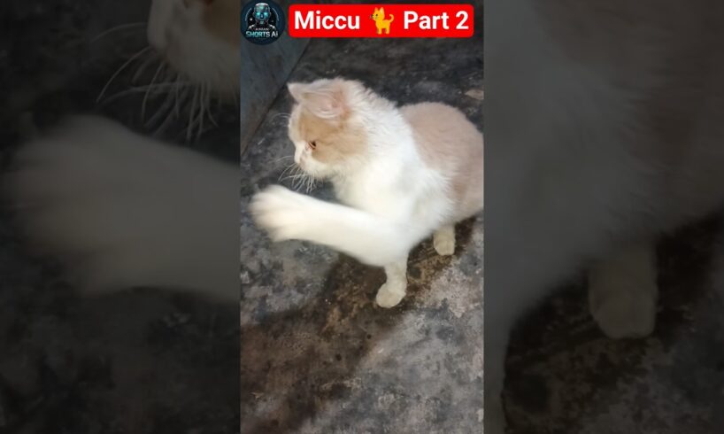Aiman Playing with Miccu 🐈 part 2 #animals #pets #petshorts #petsvlog #softpaws #cutepup #cutealert