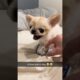 Angry And Cute Dog 🐶❤️ #shorts #dog #short