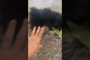 Anxiety# dance# tracing # dog tricks # asmr# cute dogs# cute puppies