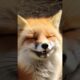 Are Foxes Good Pets? #fox #dog #animals #pets #foxy #foxes