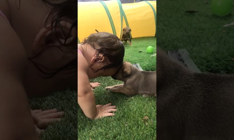 Baby and puppies #baby #puppy #cute #2monthold #adorable #shortvideo #cuteanimal #cutebaby #puppies